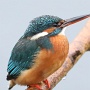 Kingfisher