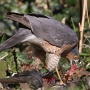 Sparrowhawk