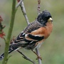 brambling