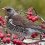 fieldfare