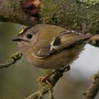 goldcrest