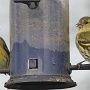 siskin