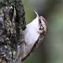 treecreeper