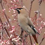 waxwing