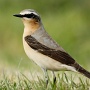 wheatear