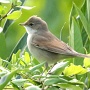 whitethroat