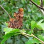 comma