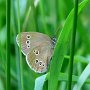 ringlet