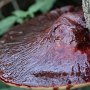 beefsteak-fungus