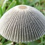 coprinellus-plicatilis