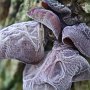 jelly-ear-fungi