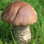 leccinum-csabrum