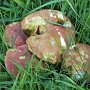 ruby-bolete---hortiboletus-rubellus