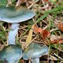 stropharia-aeruginosa-verdigris-agaric