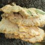 sulphur-polypore---laetiporus-sulpeus