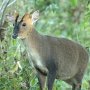 muntjac