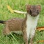 stoat