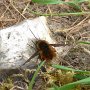 beefly