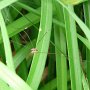 harvestman